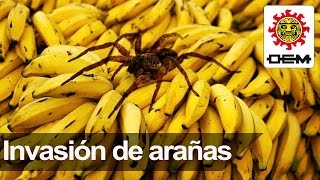 Araña bananera invade escuela [upl. by Abbye]