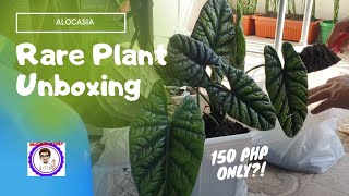 ALOCASIA SINUATA PLANT UNBOXING  MrGibbs Vlogs [upl. by Eralc442]