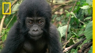 How One Orphaned Gorilla Inspired Her to Save Hundreds More  National Geographic [upl. by Phylys45]