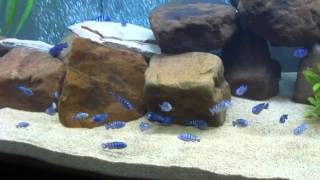 Demasoni African Cichlid Mbuna Fish Tank Malawi 6Ft Tank 120 gallon [upl. by Notyad]