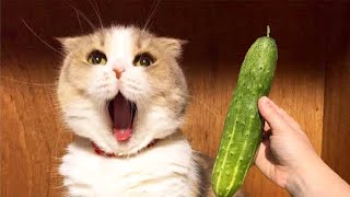 Cat Scared of Cucumber Compilation  Startled Cats Compilation 88 [upl. by Esinned]