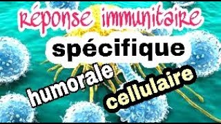 La réponse immunitaire spécifique à médiation humorale et à médiation cellulaire [upl. by Cappello]