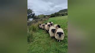 Scottish Blackface Ram Lambs [upl. by Jaeger477]