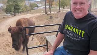 The Farm at Walnutcreek Come along with us Wagon Ride to feed the exotic animals vlog animals [upl. by Saerdna]