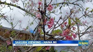 Dozens enjoy Wahiawa cherry blossom tour on Saturday [upl. by Harbison]