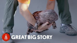 This Japanese Giant Salamander Can Weigh 50 Pounds [upl. by Meurer]