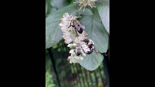 Bumblebees sipping nectar bumblebee nature bee beelover insects backyardbees [upl. by Biondo461]