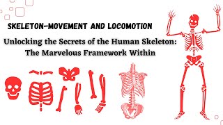 SkeletonMovement and Locomotion  Unlocking the Secrets of The Human Skeleton [upl. by Anyar416]