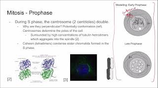 Meiosis Mitosis and Species Continuity Draft 2 [upl. by Eizzil738]