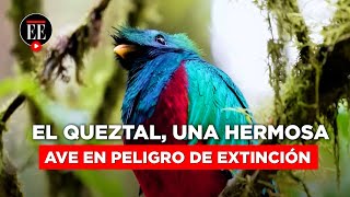 El Quetzal una de las aves más bellas del mundo está en peligro de extinción  El Espectador [upl. by Kragh]