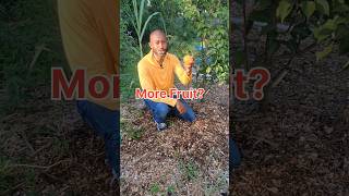 Fertilizing for Production fertilizingfruittrees organicgardening fruittrees [upl. by West]