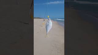 Another Hornbelly for the bait bag at Playalinda beach tight lines [upl. by Malissa]