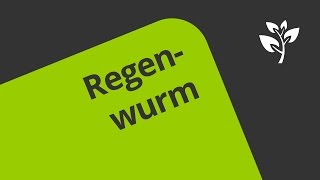 Wie ist ein Regenwurm aufgebaut  Biologie  Zoologie [upl. by Elleryt]