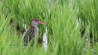 屏東縣的灰胸紋秧雞（20150706） [upl. by Melisse]