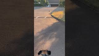 Little dassie and two dogs southafrica [upl. by Castillo]