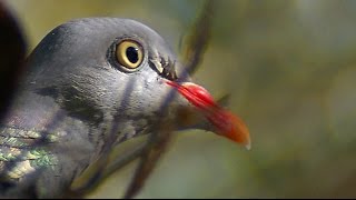 Дикие голуби вяхирь Wild doves wood pigeon [upl. by Eisen]