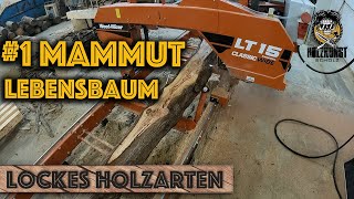 Lockes Holzarten 1 Mammut Lebensbaum Holzkunst Scholz Offiziell  Holzkunst Scholz [upl. by Leur]