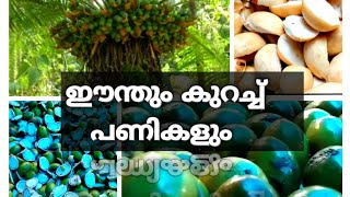 How to make eenth recipe  ഈന്ത് വിഭവം  malayalm  benzys vlog [upl. by Einafets]