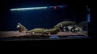 Preparing my Bichir tank for Low Tech plants [upl. by Ettelrats]