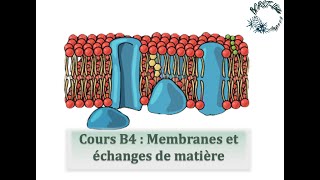 Cours B4  Membranes et échanges de matière [upl. by Medovich]