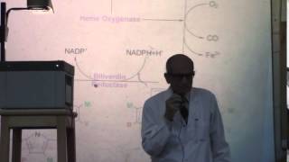 12 DrRasheed 2332015 heme metabolism  conjugated and unconjugated billirobin [upl. by Nwahsak]