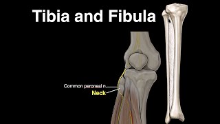 Tibia and Fibula [upl. by Auhso]