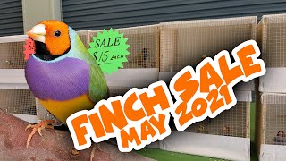 Finch Sale May 2021  Queensland Finch Society [upl. by Fortier]