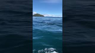 Friendly Dall’s Porpoises in Prince William Sound Alaska [upl. by Boylston]