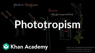 Phototropism  Plant Biology  Khan Academy [upl. by Dohsar]