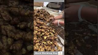 Hard Working Day 299 Process Of Extracting Ginger Root [upl. by Queston]