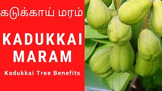 Kadukkai benefits in Tamil  Kadukkai tree  Kadukkai maram [upl. by Eserehs]