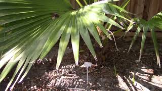 Pritchardia sp Nut Brown Seed Maui Collected [upl. by Bambie]