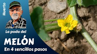 𝗠𝗘𝗟𝗢́𝗡 LA PODA DEL MELÓN EN 4 SENCILLOS PASOS [upl. by Atsyrc]