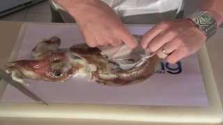 How To Clean amp Prepare Cuttlefish  without bursting the Ink Sack [upl. by Aicatsal]