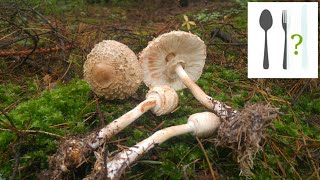 Czubajka czerwieniejąca Chlorophyllum rachodes Mazury [upl. by Shantha]