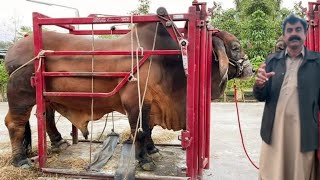 How to start Brahman Cows Farming Business by Haji Shaukat Doggar of Multan [upl. by Baskett]