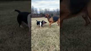 happiness overload Norman the basset hound foryou youtubeshorts ytpets ytshorts funny cute [upl. by Enahs]