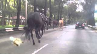 20 caballos se escapan de las manos de elementos de la SSPDF [upl. by Accisej210]