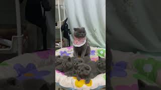 Maman Chat et ses Petits Trop Mignons cat cute kitten mignons bebechat rigolo chaton chat [upl. by Negriv]