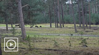 LIVESTREAM  Het Nationale Park De Hoge Veluwe [upl. by Henrieta]