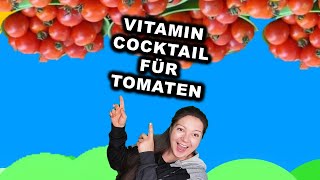 TOMATEN EXPLODIEREN davon  Dünger  Tomaten düngen mit Hefe und Zucker Bio Dünger [upl. by Ledeen]