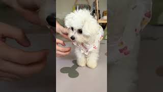 My little dog can dress itself  asmr trending doglover trending cute cutedog [upl. by Kifar]