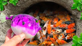 Great Catch Baby Snakehead Fish In Caves Goby Fish Eels And Ornamental Fish Guppies Neon Fish [upl. by Asselim173]