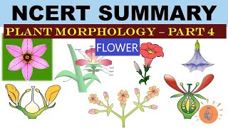 Plant Morphology  NCERT 4  Flower  Types of Flower  Dr Ghanshyam Jangid [upl. by Latea]