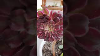 Aeonium Mardi Gras [upl. by Llireva]