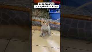 Kucing Sopo ngambek dipakain tali tuntun😂 [upl. by Collayer]