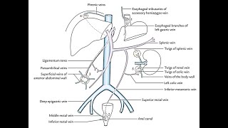 Mnemonics to remember porto caval Portosystemic anastomosis and clinical significance [upl. by Llednar321]