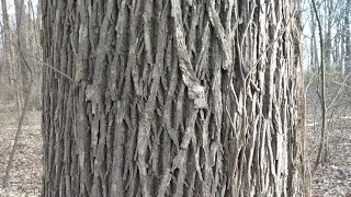 Shellbark and Shagbark Hickories winter identification [upl. by Ludlew]