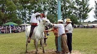 JINETEADAS DE CABALLOS JOSÉ ORTIZ FIESTA DE LA AMISTAD 2018 CRIOLLAS CRIOJAS [upl. by Lunnete]