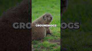 Groundhog Facts Fascinating Wildlife Trivia in Under 1 Minute [upl. by Yecniuq45]